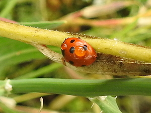 Coccinella septempunctata