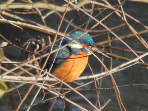 Alcedo atthis