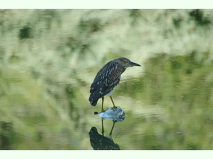 Nycticorax nycticorax