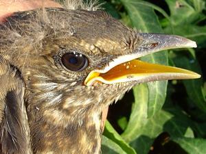 Turdus merula