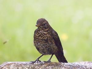 Turdus merula