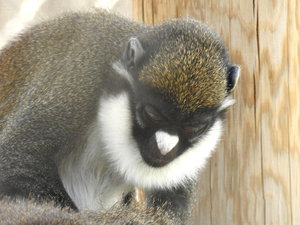 Cercopithecus nictitans