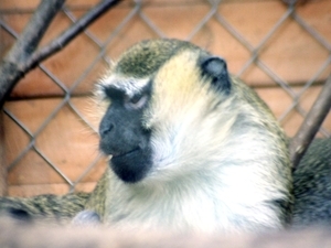 Mono verde de sabana (imágenes)