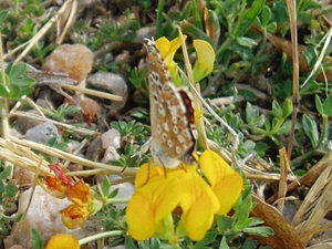 Aricia cramera