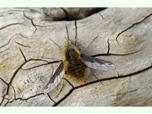 Bombylius major