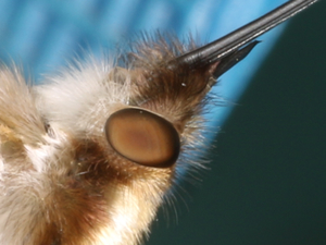 Bombylius major