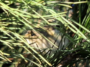 Phylloscopus collybita