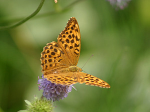 Argynnis paphia