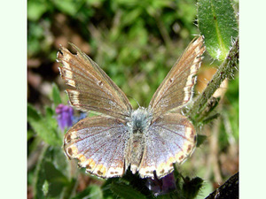 Polyommatus bellargus