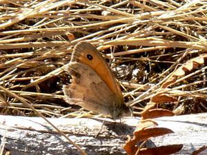 Coenonympha pamphilus