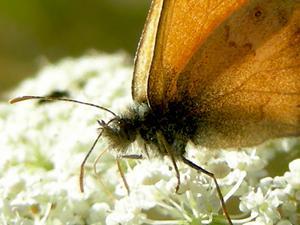 Coenonympha pamphilus