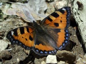 Aglais urticae