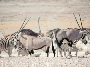 Oryx gazella