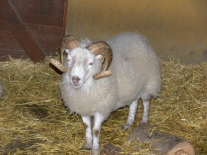 Ovis aries