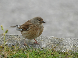 Carduelis cannabina