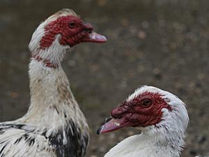 Cairina moschata