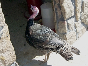 Meleagris gallopavo