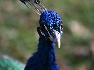 Pavo cristatus