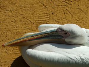 Pelecanus onocrotalus