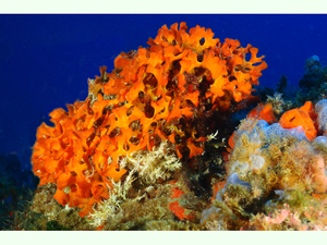 Pentapora fascialis