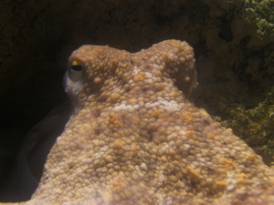 Octopus macropus