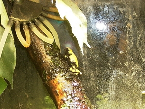 Dendrobates galactonotus