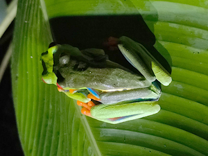 Agalychnis callidryas