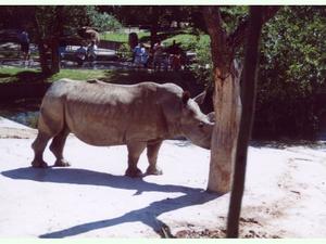 Ceratotherium simum