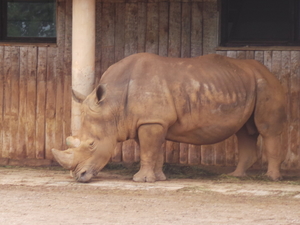 Ceratotherium simum