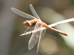 Sympetrum fonscolombii