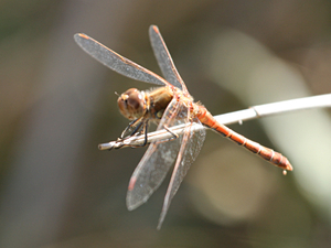 Sympetrum fonscolombii