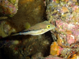 Canthigaster rostrata