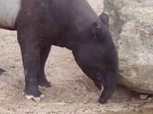 Tapirus indicus