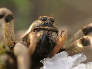 Lycosa hispanica