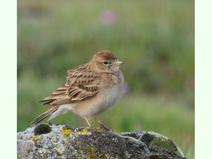 Calandrella brachydactyla