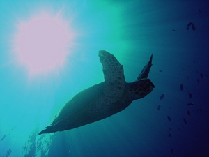 Eretmochelys imbricata