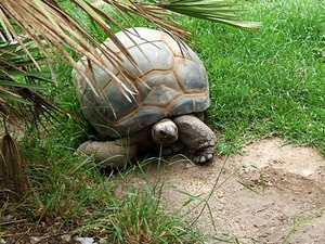 Aldabrachelys elephantina