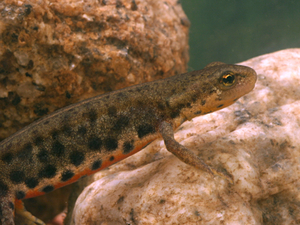 Lissotriton boscai