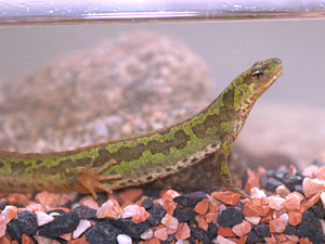 Triturus marmoratus