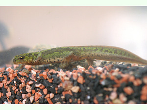 Triturus marmoratus