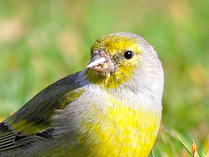 Carduelis citrinella