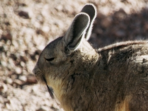 Lagidium viscacia