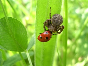 Xysticus robustus