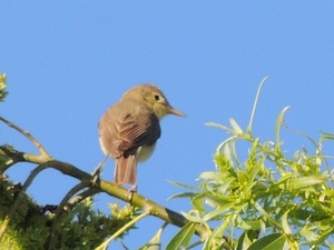 Hippolais polyglotta