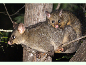 Trichosurus vulpecula