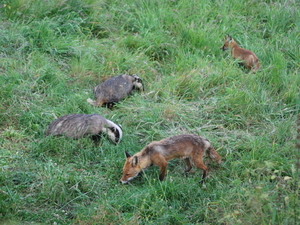 Vulpes vulpes