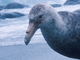 Abanto marino antártico<br />(Macronectes giganteus)