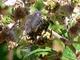 Abeja cortadora de hojas<br />(Anthidium florentinum)