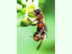 Abeja de prado<br />(Andrena florea)