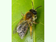 Abeja excavadora<br />(Andrena fulva)